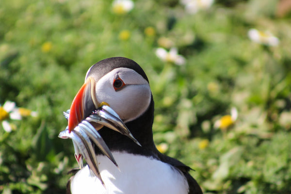 Sea Birds in Pembrokeshire